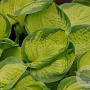 Hosta 'Rainforest Sunrise' GM P9