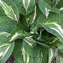 Hosta 'Snake Eyes' GM P9