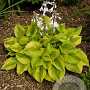 Hosta 'Summer Breeze' GM P9