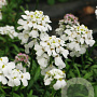 Iberis semp. 'Schneeflocke' GM P9