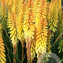 Kniphofia 'Pineapple Popsicle' GM P9