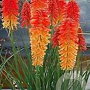 Kniphofia 'Poco Sunset' GM P9