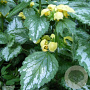 Lamiastrum gal. 'Florentinum' GM P9