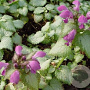 Lamium mac. 'Beacon Silver' GM P9