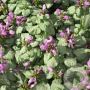 Lamium mac. 'Red Nancy' GM P9