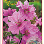 Lavatera 'Rosea' 15-20 cm 3,0L