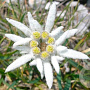Leontopodium alp. Blossom of Snow GM P9