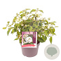 Viburnum plic. 'Watanabe' 30-35 cm 3,0L