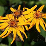Ligularia d. 'Moorblut' GM P9