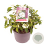 Viburnum plic. 'Watanabe' 30-40 cm 5,0L