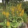 Ligularia stenoc. 'The Rocket' GM 2,0L