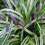 Liriope muscari GM P9