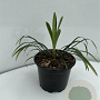 Liriope muscari 'Monroe White' GM 2,0L