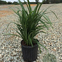 Liriope muscari 'Super Blue' GM P9