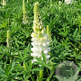 Lupinus p. 'Lupini White' GM P9