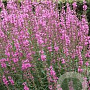 Lythrum sal. 'Lady Sackville' GM P9