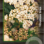 Viburnum tinus 50-60 cm 7,5L