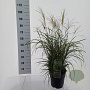 Miscanthus sin. 'Adagio' 40-60 cm 6,5L
