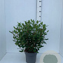 Viburnum tin. 'Gwenllian' 50-60 cm 7,5L