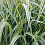 Miscanthus sinensis condensatus GM  P11