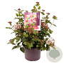 Viburnum tin. Lisarose 30-40 cm 5,0L
