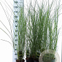 Miscanthus sin. 'Gracillimus' 30-60 cm 2,0L