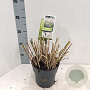 Miscanthus sin. 'Herman Mussel' GM 2,0L