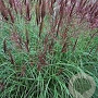 Miscanthus s. 'Red Tower' GM  P11