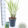 Miscanthus sin. 'Strictus' 50-80 cm 6,5L