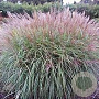 Miscanthus sin. 'Undine' GM  P11