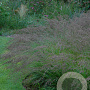 Molinia arund. 'Dark Beauty' GM P9