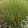 Molinia caerulea 'Amber Glow' GM P9