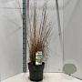 Molinia caerulea 'Heidebraut' 60-100 cm 12L