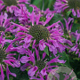 Monarda Bee-You Bee-Pretty GM P9