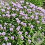 Monarda fistulosa 'Mohikaner' GM P9
