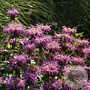 Monarda 'Rebecca' GM P9