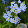 Myosotis pal. 'Thüringen' GM P9