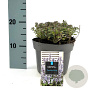 Nepeta 'Purssian Blue' GM 2,0L