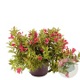 Weigela Cherry Love 20-30 cm 3,0L