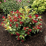 Weigela Cherry Love 40-50 cm 10L