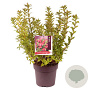 Weigela Cherry Love 40-50 cm 10L