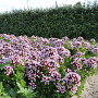 Origanum vulg. 'Compactum' GM P9