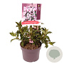 Weigela florida Pink Poppet 20-30 cm 3,0L