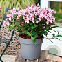 Weigela florida Pink Poppet 40-50 cm 10L