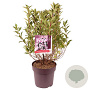Weigela florida Pink Poppet 40-50 cm 10L