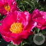 Paeonia (LD) 'Paula Fay' GM  P11