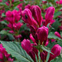 Weigela 'JS4' 125-150 cm met kluit struik