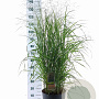 Panicum virgatum 'Prairie Sky' 60-120 cm 12L
