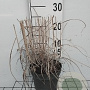 Panicum virgatum 'Prairie Sky' GM 2,0L