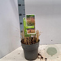 Panicum virgatum 'Squaw' 30-60 cm 2,0L